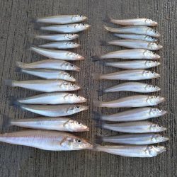 香住にてキス狙い